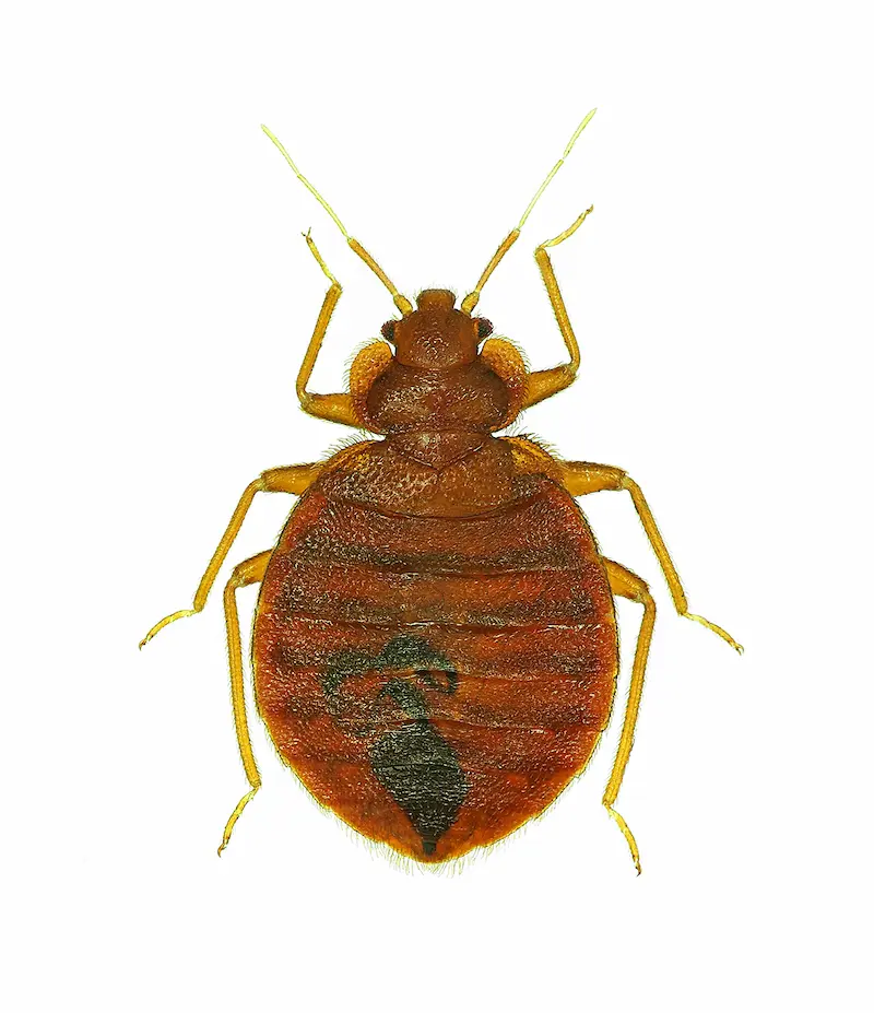 bed bug facts