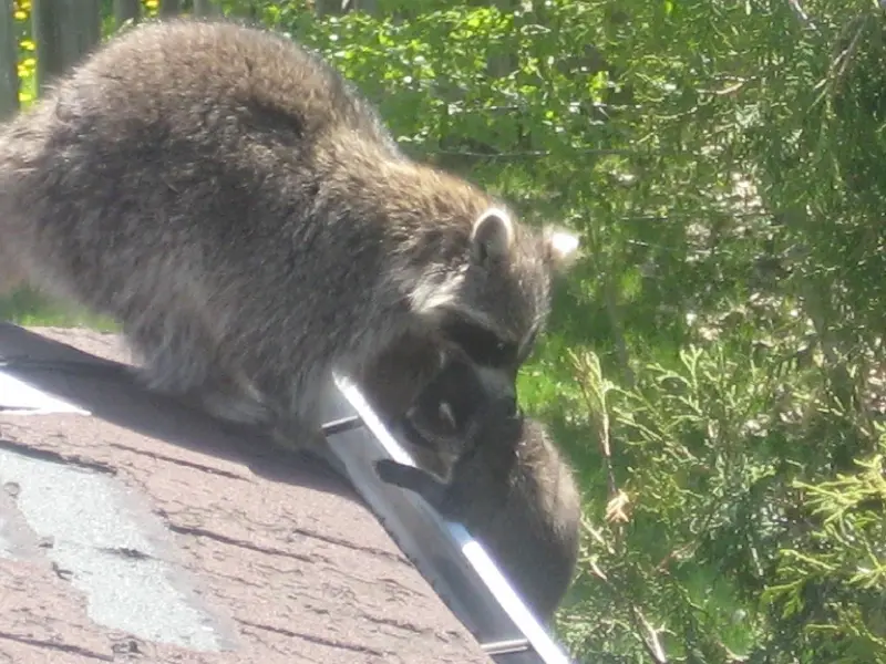 Raccoon Damage And Health Risks
