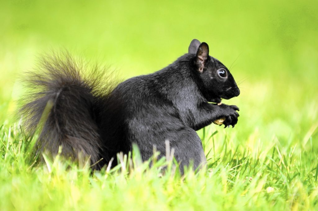 black squirrel