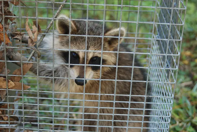 Why Hire a Professional Wildlife Removal Company