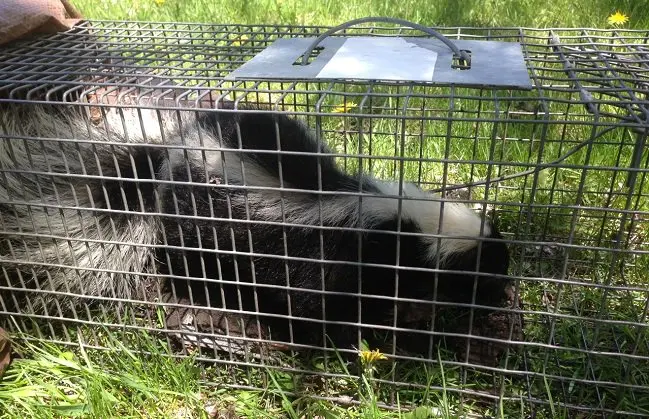 skunk-removal-trapping