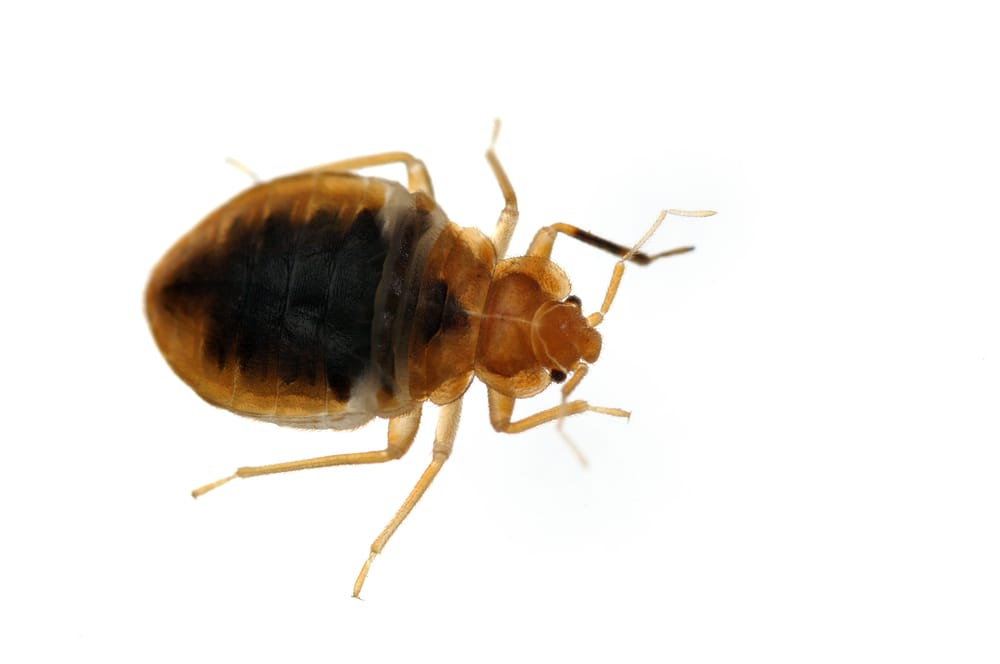 bed bug extermination service