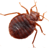 bed bug exterminator ajax