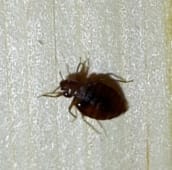 bed bug identification ajax