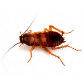 brown banded cockroach control ajax