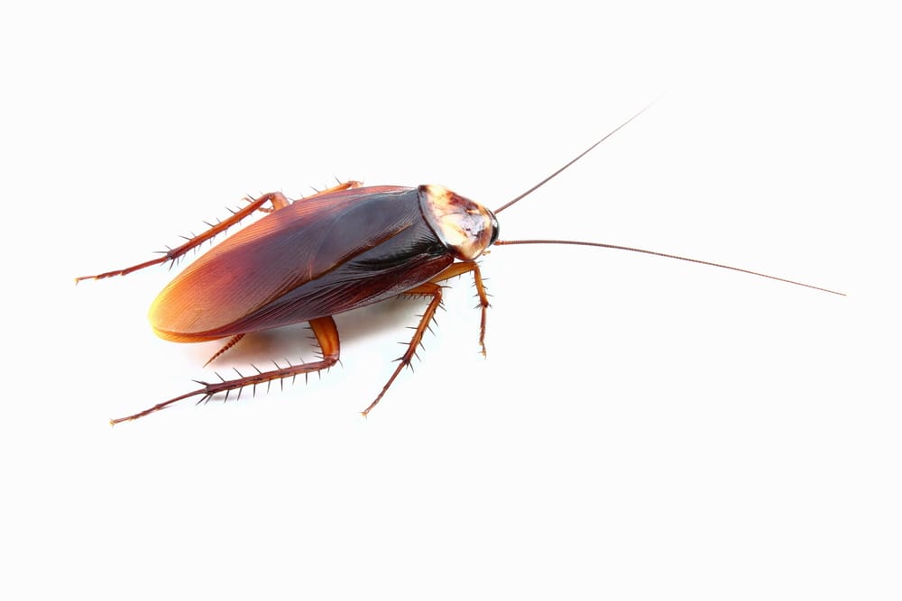 cockroach control ajax