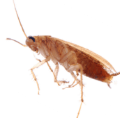 cockroach exterminator ajax