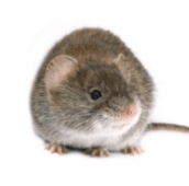 mice control services ajax
