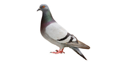 pigeon control ajax