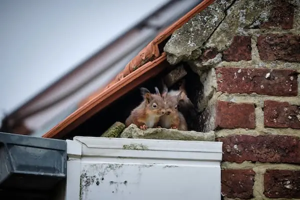 wildlife removal ajax